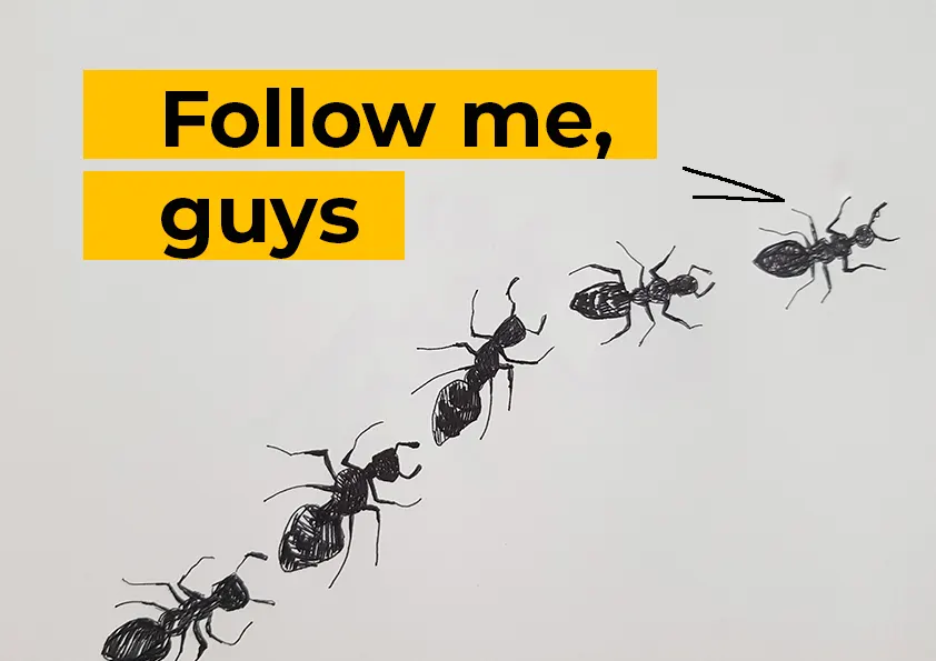 ants walking
