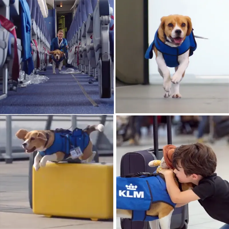 KLM dog